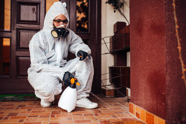 Reliable Wasp Removal contractor in Sierra Ridge, CO by Show Me Pest Control